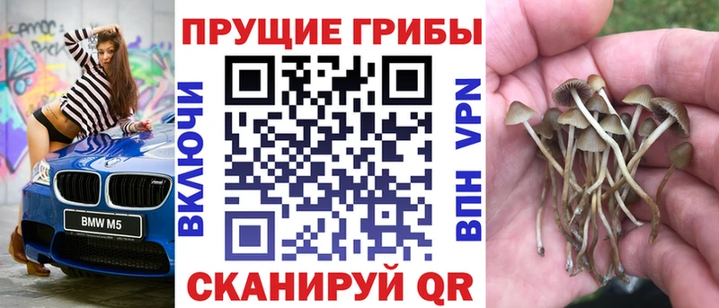 Купить где  Жердевка  Галлюциногенные грибы Magic Shrooms 